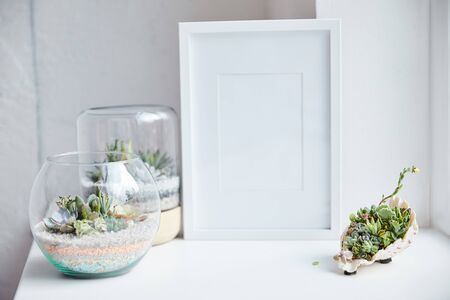 selective focus of green succulents in flowerpots and seashell near empty photo frame on white surface, home decorの写真素材