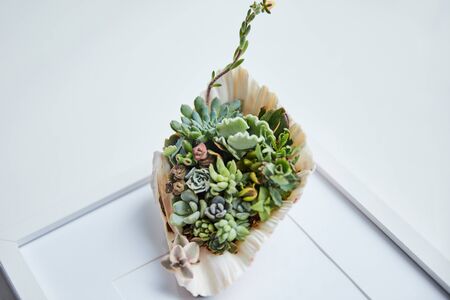 close up view of green succulents in seashell on white photo frame