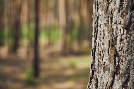 Close up view of textured tree in forest with copy spaceの写真素材