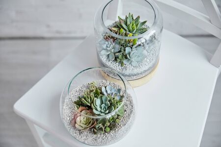 top view of decorative exotic succulents in glass flowerpots on white chairの写真素材