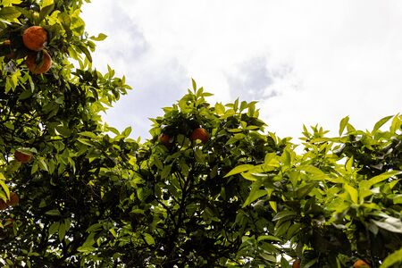 tree with green leaves and ripe tangerines under sky with clouds in rome, italyの写真素材