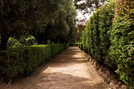 green trees and bushes in sunny day in rome, italyの写真素材