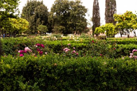 green bushes and flowers in park in rome, italyの写真素材