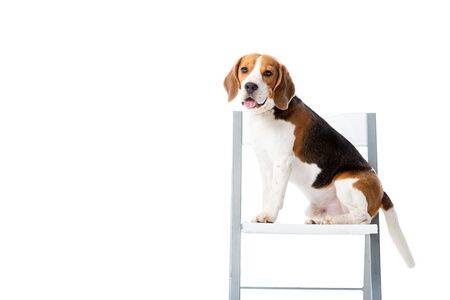 cute beagle dog sitting on chair and looking at camera isolated on whiteの写真素材