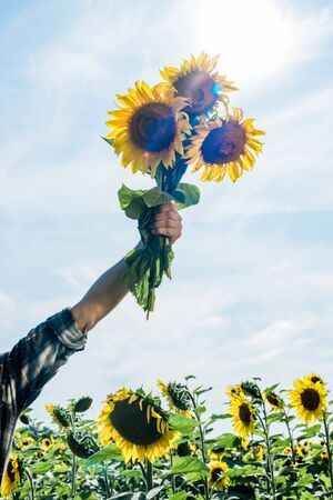 cropped view of farmer holding sunflowers against skyの写真素材