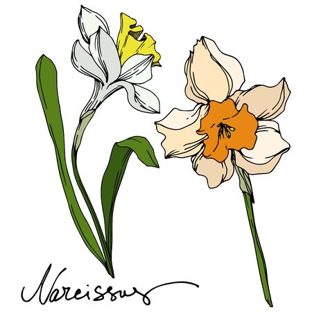 Vector Narcissus floral botanical flower. Wild spring leaf wildflower isolated. Black and white engraved ink art. Isolated narcissus illustration element on vhite background.の写真素材
