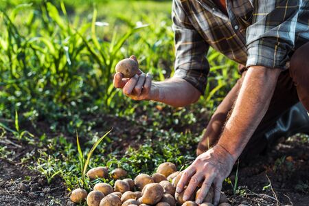cropped view of senior man holding potatoes near corn fieldの写真素材