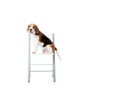 cute beagle dog sitting on chair and looking at camera isolated on whiteの写真素材