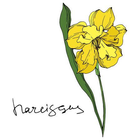 Vector Narcissus floral botanical flowers. Wild spring leaf wildflower isolated. Black and white engraved ink art. Isolated narcissus illustration element on white background.の写真素材
