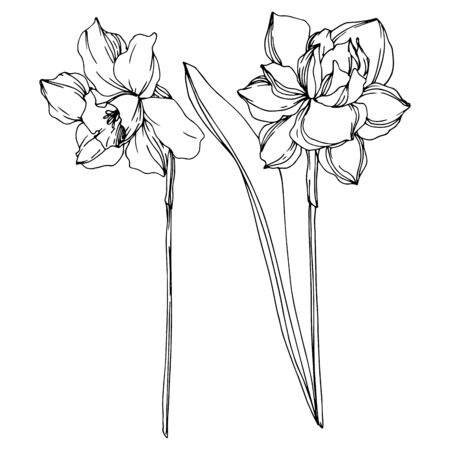 Vector Narcissus floral botanical flower. Wild spring leaf wildflower isolated. Black and white engraved ink art. Isolated narcissus illustration element on vhite background.の写真素材