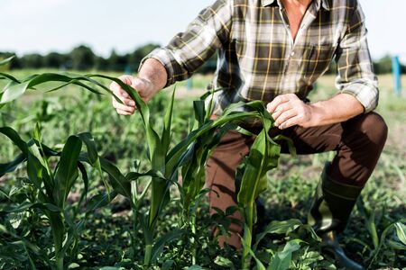 selective focus of self-employed farmer sitting near corn field
