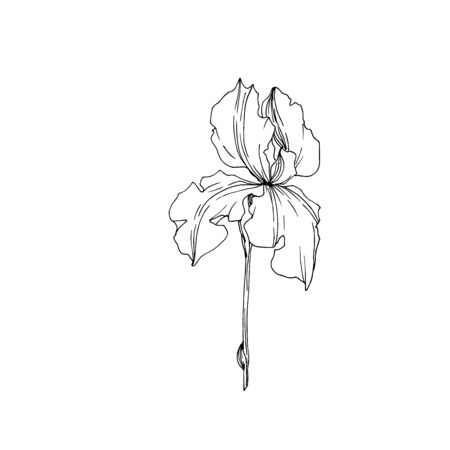 Vector Iris floral botanical flowers. Wild spring leaf wildflower isolated. Black and white engraved ink art. Isolated irises illustration element on white background.の写真素材