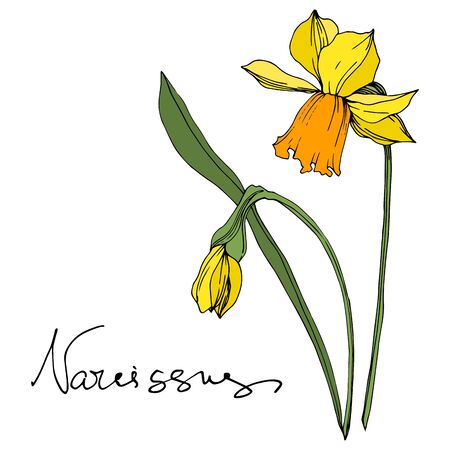 Vector Narcissus floral botanical flowers. Wild spring leaf wildflower isolated. Black and white engraved ink art. Isolated narcissus illustration element on white background.の写真素材