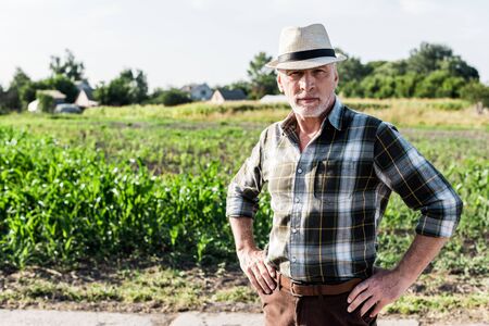 self-employed farmer in straw hat standing with hands on hips near green corn field