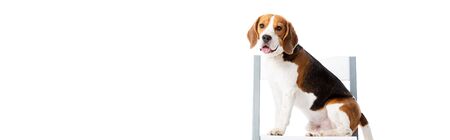 panoramic shot of cute beagle dog sitting on chair and looking at camera isolated on whiteの写真素材