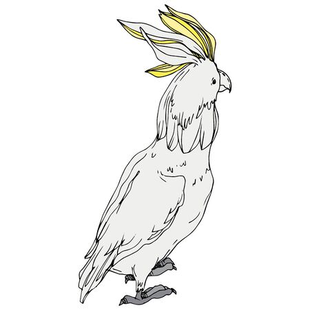Vector Sky bird cockatoo in a wildlife. Wild freedom, bird with a flying wings. Black and white engraved ink art. Isolated parrot illustration element on white background.の写真素材