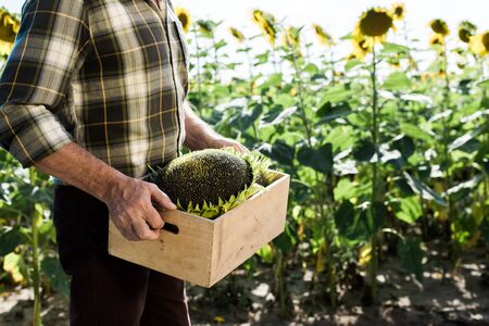 cropped view of self-employed man holding box with sunflowers