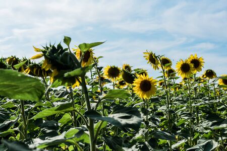 selective focus of field with sunflowers against blue skyの写真素材
