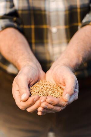 selective focus of senior farmer holding seeds in handsの写真素材