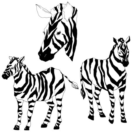 Vector Exotic zebra wild animal isolated. Black and white engraved ink art. Isolated animal illustration element on white background.のイラスト素材