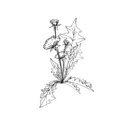 Vector Wildflowers floral botanical flowers. Wild spring leaf wildflower isolated. Black and white engraved ink art. Isolated flower illustration element.のイラスト素材