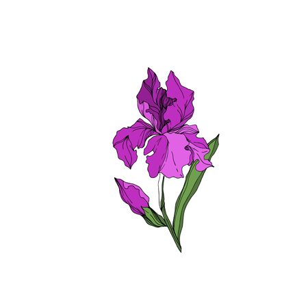 Vector Iris floral botanical flowers. Wild spring leaf wildflower isolated. Black and white engraved ink art. Isolated irises illustration element on white background.のイラスト素材