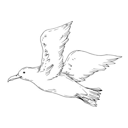 Vector Sky bird seagull isolated. Wild freedom, bird with a flying wings. Black and white engraved ink art. Isolated seagull illustration element on white background.のイラスト素材