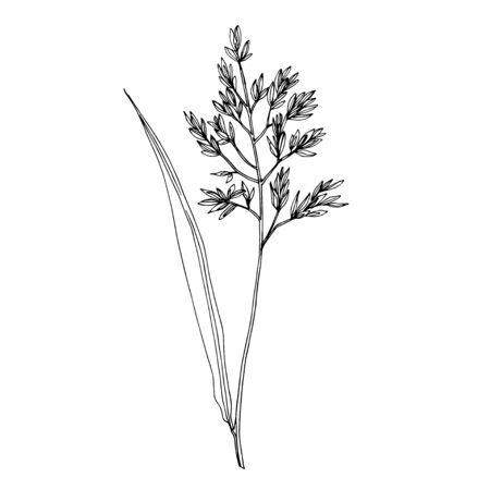 Vector Wildflowers floral botanical flowers. Wild spring leaf wildflower isolated. Black and white engraved ink art. Isolated flower illustration element on white background.のイラスト素材