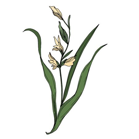 Vector Wildflower floral botanical flowers. Wild spring leaf wildflower isolated. Black and white engraved ink art. Isolated flower illustration element.のイラスト素材