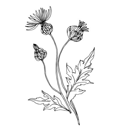 Vector wildflowers floral botanical flowers. Wild spring leaf wildflower isolated. Black and white engraved ink art. Isolated flower illustration element.のイラスト素材