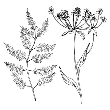 Vector Wildflowers floral botanical flowers. Wild spring leaf wildflower isolated. Black and white engraved ink art. Isolated flowers illustration element.のイラスト素材