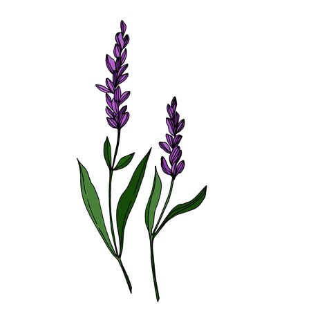 Vector wildflower floral botanical flowers. Wild spring leaf wildflower isolated. Black and white engraved ink art. Isolated wildflowers illustration element.のイラスト素材