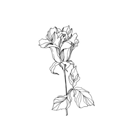 Vector Rose floral botanical flower. Wild spring leaf wildflower isolated. Black and white engraved ink art. Isolated rose illustration element on white background.のイラスト素材