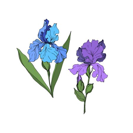 Vector Iris floral botanical flowers. Wild spring leaf wildflower isolated. Black and white engraved ink art. Isolated irises illustration element on white background.のイラスト素材