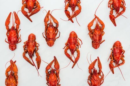 top view of red lobsters on white backgroundの写真素材
