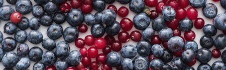 panoramic shot of red, fresh and ripe cranberries and whole blueberries