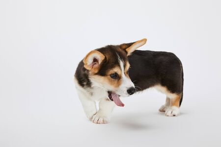 cute welsh corgi puppy showing tongue on white backgroundの写真素材