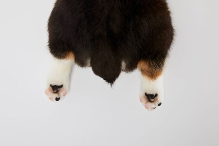 partial view of cute welsh corgi puppy paws and tail isolated on white