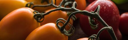 panoramic shot of yellow tomatoes near red tomato on wooden tableの写真素材