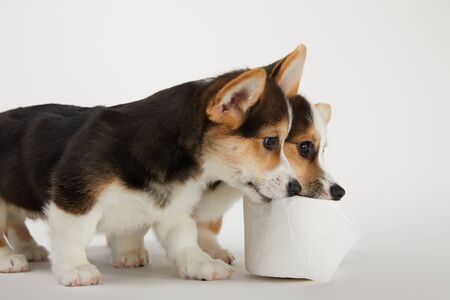 cute welsh corgi puppies with toilet paper on white background