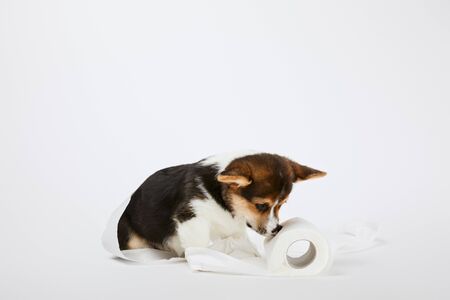 welsh corgi puppy playing with toilet paper on white backgroundの写真素材