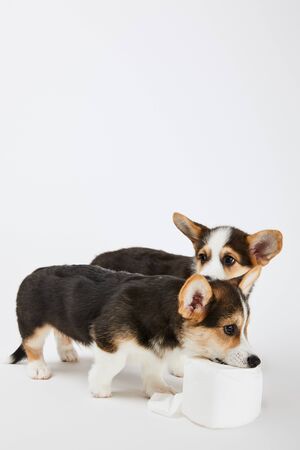 Cute Welsh Corgi Puppies Playing With Toilet Paper On White Cute Welsh Corgi Puppies Playing With