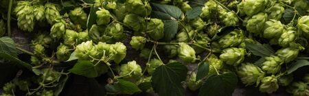 top view of green hop with leaves, panoramic shotの写真素材