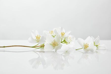 fresh and natural jasmine flowers on white surfaceの写真素材