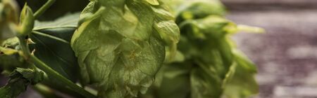 close up view of organic green hop on wooden table, panoramic shotの写真素材