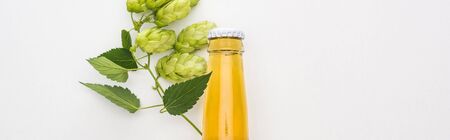 top view of beer in bottle with green hop on white background, panoramic shot