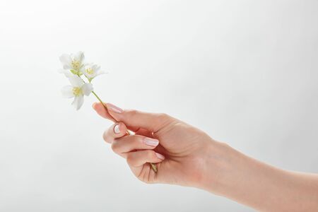 cropped view of woman holding jasmine in handの写真素材