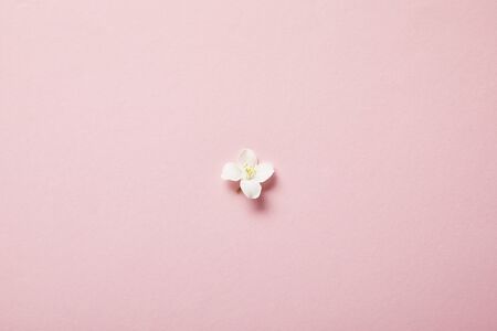 top view of one jasmine flower on pinkの写真素材