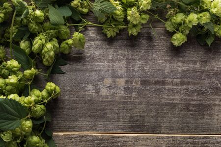 top view of green blooming hop on wooden table with copy space