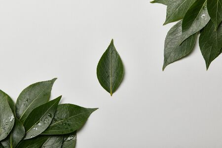 green wet fresh leaves isolated on white with copy space